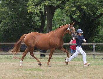 Oldenburger Verbandsprämienstute, Barbara Würtz, Horses For Sale, Naila OT Culmitz