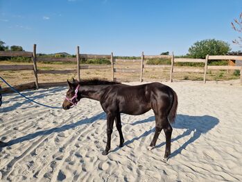 Oldenburger Stutfohlen (Springlinie), Timi, Horses For Sale, Deutschkreutz