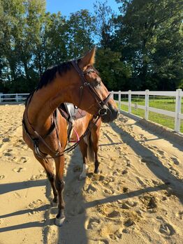 Oldenburger Stute mit Herz, Qualität und Charakter