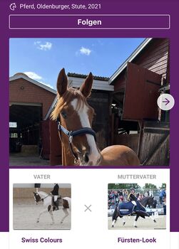 Oldenburger Stute sucht erfahrendes Zuhause