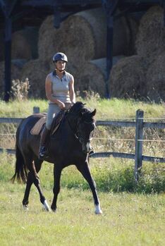 Oldenburger Wallach mit viel Ausstrahlung