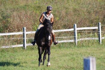 Oldenburger Wallach mit viel Ausstrahlung, Pet, Horses For Sale, Kirchschlag