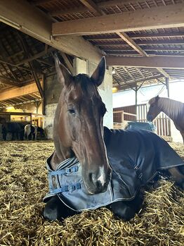 Oldenburger Wallach, Nico , Pferd kaufen, Schörfling am Attersee