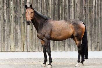 Oldenburger Springpferd 14jähriger Wallach / Corlensky x Landor S, Sebastian Koch, Horses For Sale, Veldenz