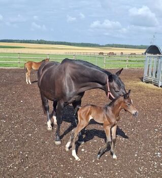 Oldenburger Zuchtstute Stute 15J / 1.71m Rubinero II x Danone I