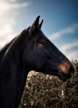 Oldenburger Zuchtstute Stute 15J / 1.71m Rubinero II x Danone I