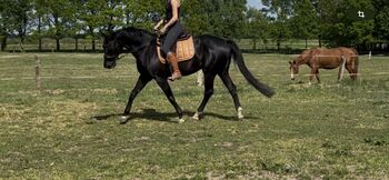 Oldenburger Stute Rappr KWPN Dressur