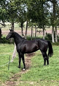 Oldenburger Stute Rappr KWPN Dressur, FSI, Horses For Sale, Schiffdorf
