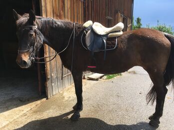 Ältere Pferdedame sucht ein schönes Plätzchen, Ulli, Horses For Sale, Micheldorf