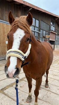 Ole - charmanter, westerngerittener Kleinpferdewallach mit Herz und Charakter