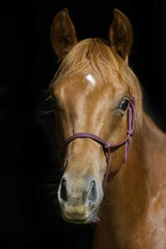 Olena S Gunna Spark - Nachwuchs mit Potenzial & Traumpferd-Charakter