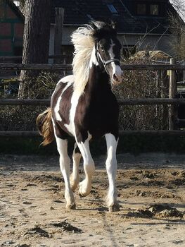 Einmalige Chance. BPS Barockpinto Hengst reinerbig!!!, Ralf, Horses For Sale, Edewecht