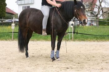 Unverbrauchte Criollo Stute für Freizeit und/oder Zucht, Kerstin Rehbehn (Pferdemarketing Ost), Horses For Sale, Nienburg