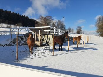 Unerschrockenes Reitpony