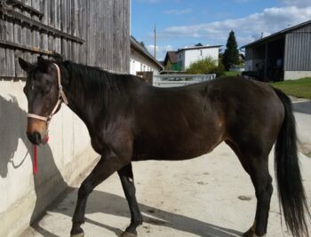 Österreichisches Warmblut – liebevolle Stute sucht neuen Platz, Nathalie Klackl, Horses For Sale, Graz