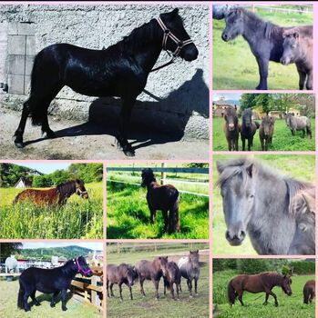 Austrian Ponys brav und lieb, P.a., Horses For Sale, Bruck an der Mur 