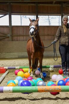 Österreichisches Reitpony