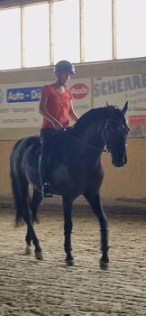 Suche Reitbeteiligung Dressur, Mb, Horse Sharing, 8444