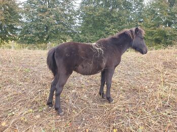 Sucht ein zu Hause, Nicole Kindl , Horses For Sale, Ahlbeck 