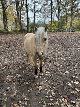 Suche Pflegebeteiligung für mein Pony