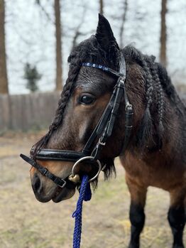 Pflegebeteiligung gesucht (Pony sucht Reiter)