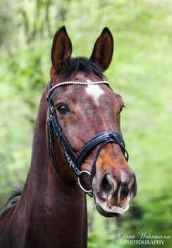 Lebensplatz für meine Dunkelfuchs Stute gesucht🧡, Sophie Kneidinger, Horses For Sale, Am Landlberg