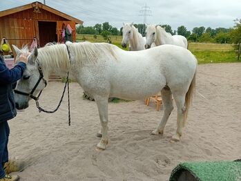 Sattel für anspruchsvolle Pferderücken gesucht? Dann MY-Sattel Manufaktur, MY-Sattel Manufaktur Iberischer Dressursattel, MY-Sattel (MY-Sattel Manufaktur), Dressage Saddle, Zilshausen