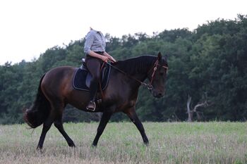 Traumpferd gesucht? Liebevolle Stute mit vielseitiger Ausbildung zu verkaufen, Kerstin Rehbehn (Pferdemarketing Ost), Horses For Sale, Nienburg