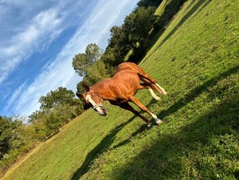 Suche Reitbeteiligung (Pferd sucht Reiter), Fabi, Horses For Sale, Eßweiler