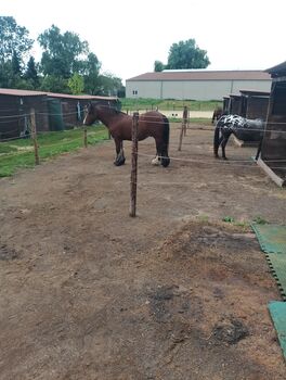 Suche zwei zuverlässige erfahreneReitbeteiligung 50259, Maria Weber , Horse Sharing, Erftstadt Bliesheim
