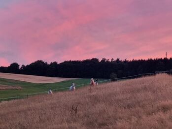 Offenstall mit Trail und Weide, Sally, Horse Stables, Haina (Kloster)