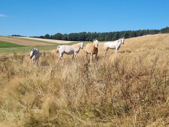 Offenstall mit Trail und Weide
