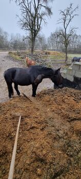 Offenstall frei, Saskia , Horse Stables, Römhild 