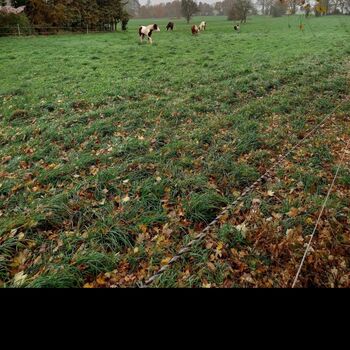 Offenstall bietet Platz