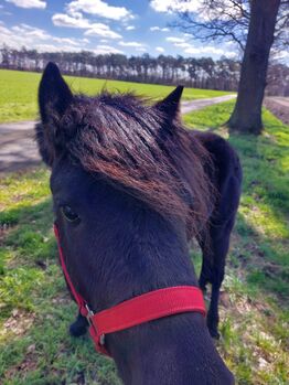 Offenstallplatz frei, Christina Rau , Horse Stables, Rahden 