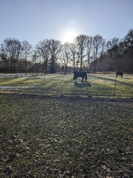 Offenstallplatz für Stute ab 145, Ellinchen, Horse Stables, Norderstedt