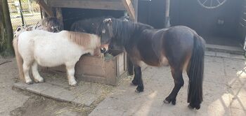 Offenstallplatz für Shetty oder Pony bis 110cm