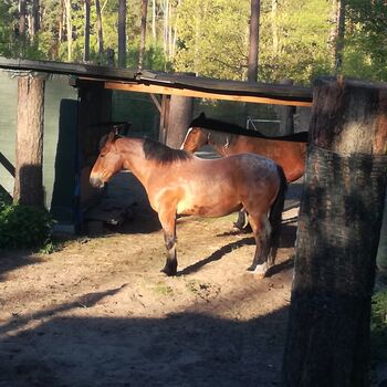Offenstallplatz, Mike, Horse Stables, Finowfurt