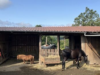 Offenstallplatz in kleiner Herde