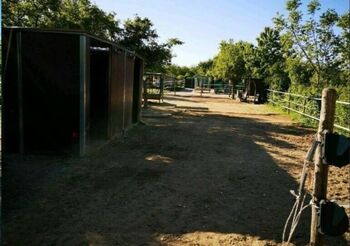 Offenstallplatz Offenstall mit Weiden und Reitplatz Selbstversorger Wallach, Anaêl Esmailnejadi Arjomand , Horse Stables, Eltville am Rhein