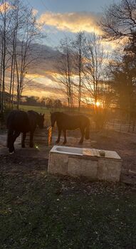 Offenstall mit Paddock-Trail hat Platz für 1-2 weitere Pferde/Ponys, Offenstall mit Paddock-Trail, Astrid Firzlaff, Horse Stables, Verl