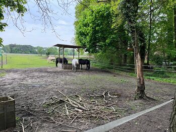 Offenstall mit Paddock-Trail hat Platz für 1-2 weitere Pferde/Ponys Offenstall mit Paddock-Trail