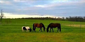 Offenstall zu vermieten Selbstversorger in Reitanlage, Franzi, Horse Stables, Ebsdorfergrund