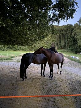 Offenstallplätze in 35102 frei, Anna Draheim, Horse Stables, Marburg