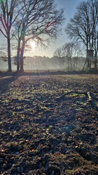 Offenstallplatz frei ab 1.3 für eine Stute 🐎