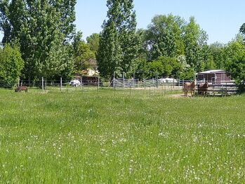 Platz im Offenstall, Petra Schaffner , Horse Stables, Mintraching 