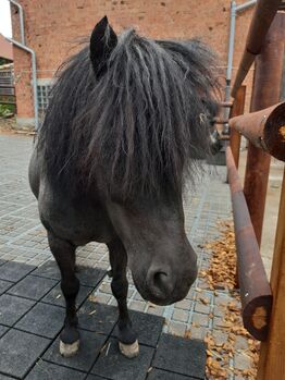Pflege- (ggf auch Reit-)beteiligung an Ponys, ponymausi, Horse Sharing
, Naumburg