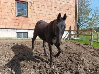 Pflege bzw. Reitbeteiligung, Karin Steger, Horse Sharing
, Revier Gundertshausen