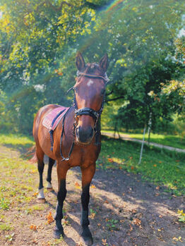 Pflege- spätere Reitbeteiligung, Kiara , Horse Sharing
, Hamm 