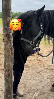 Pflege-/Reitbeteiligung, Zuverlässige RB/PB gesucht, EllaR, Horse Sharing
, Berlin